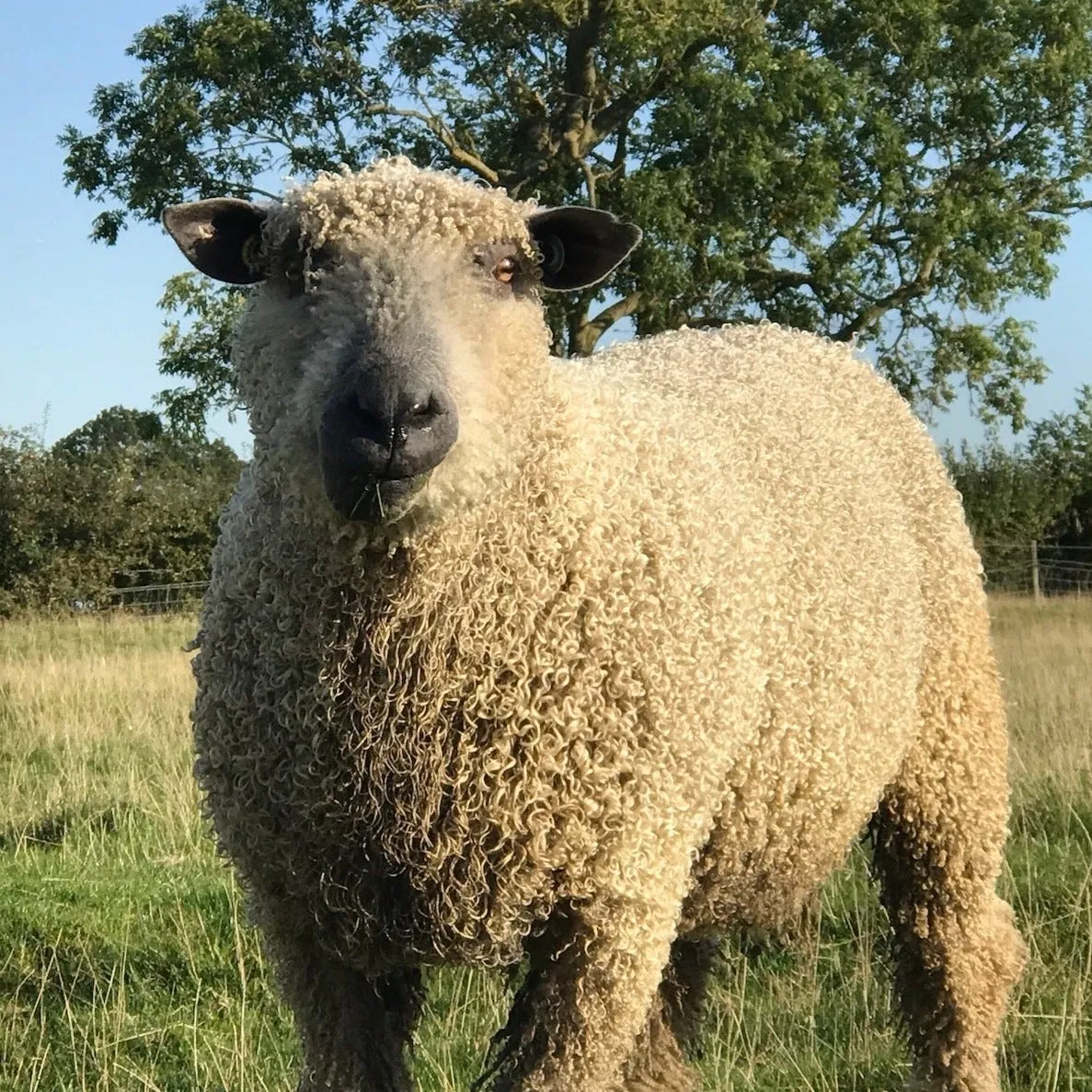 300g (10.58 oz) Rare Breed Wensleydale: Enodoc (Aran/Worsted Weight)
