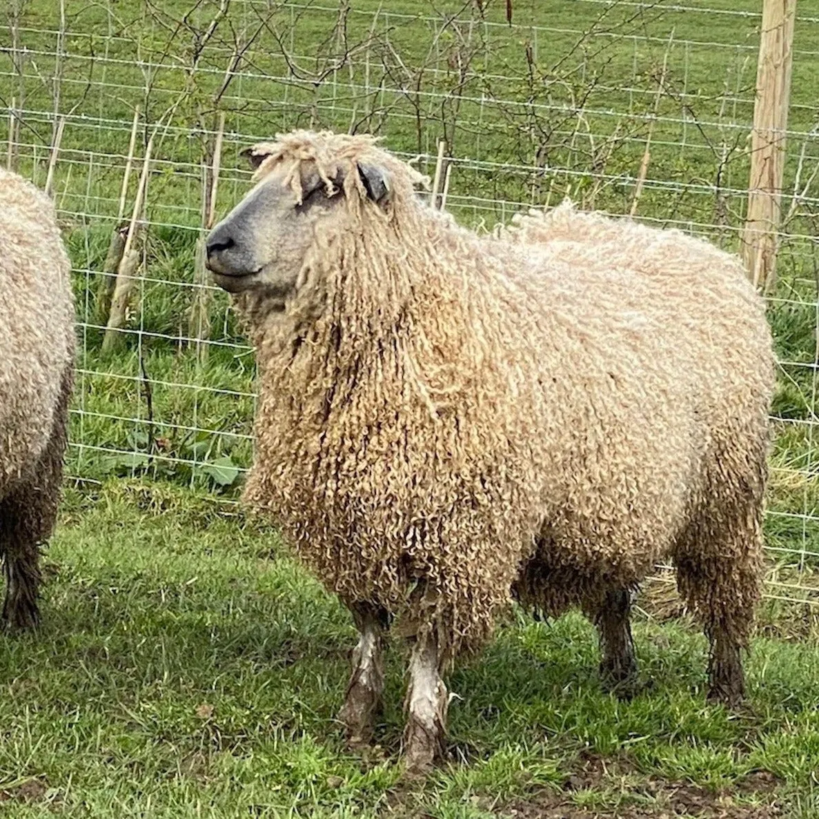 300g (10.58 oz) Rare Breed Wensleydale: Enodoc (Aran/Worsted Weight)