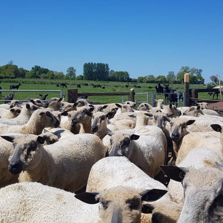 300g (10.58 oz) Rare Breed Wensleydale: Hawkers (Aran/Worsted Weight)